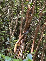 Terpsiphone bourbonnensis