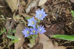 Gentiana zollingeri