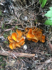 Caloscypha fulgens image