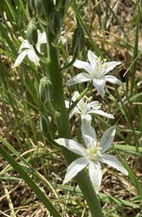 Ornithogalum narbonense