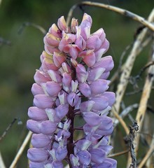 Lupinus polyphyllus