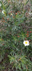 Cistus libanotis