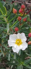 Cistus libanotis