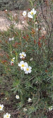Cistus libanotis