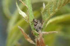 Orchestes koltzei