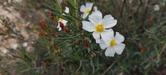 Cistus libanotis