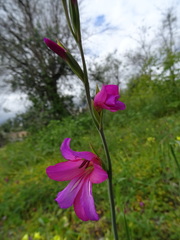Gladiolus illyricus