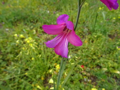 Gladiolus illyricus