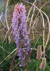 Lupinus polyphyllus