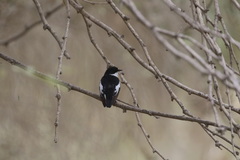 Ficedula semitorquata