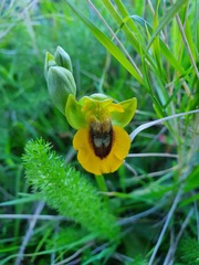 Ophrys lutea