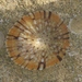Variegated Limpet - Photo (c) Adam Edmonds, some rights reserved (CC BY-NC), uploaded by Adam Edmonds