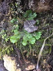 Marchantia polymorpha ruderalis