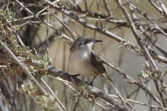 Curruca crassirostris