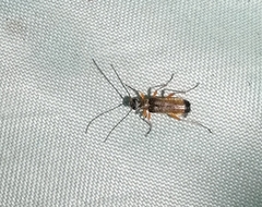 Grammoptera ustulata