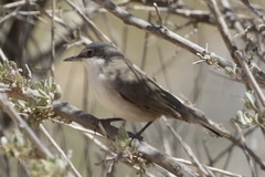 Curruca crassirostris