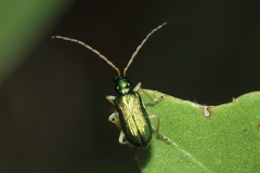 Pseudotheopea smaragdina