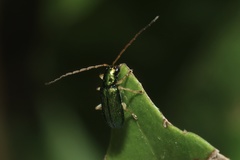 Pseudotheopea smaragdina