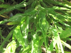 Tragopogon porrifolius