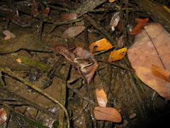 Leptodactylus petersii