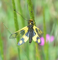 Libelloides macaronius