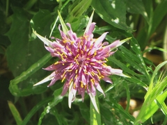 Tragopogon porrifolius
