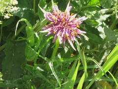 Tragopogon porrifolius