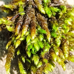 Hygrohypnum luridum
