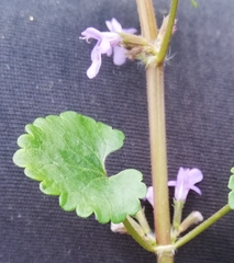 Glechoma hederacea