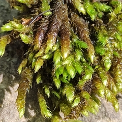 Hygrohypnum luridum