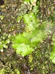 Marchantia polymorpha ruderalis