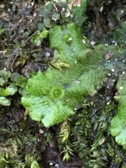 Marchantia polymorpha ruderalis