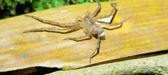Heteropoda pingtungensis