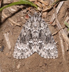 Acronicta fragilis