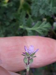 Erodium cicutarium
