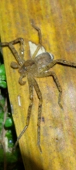 Heteropoda pingtungensis