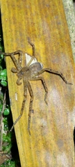 Heteropoda pingtungensis