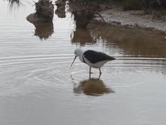 Cladorhynchus leucocephalus