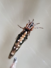 Cyclosa bifida