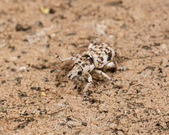 Eudiagogini