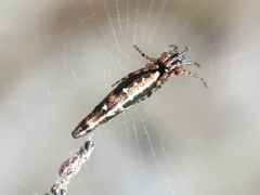 Cyclosa bifida