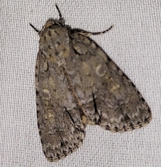 Acronicta modica