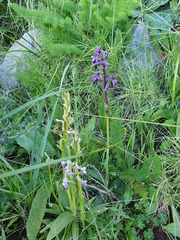 Anacamptis morio longicornu