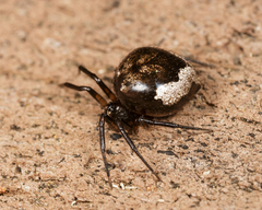Euryopis funebris