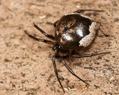 Euryopis funebris