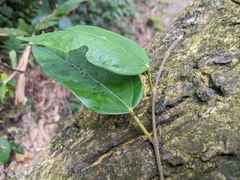 Ficus sarmentosa