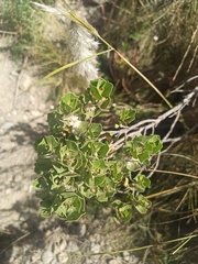 Baccharis papillosa
