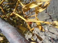 Viscum coloratum