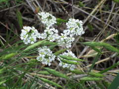 Bifora