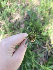 Sixalix atropurpurea